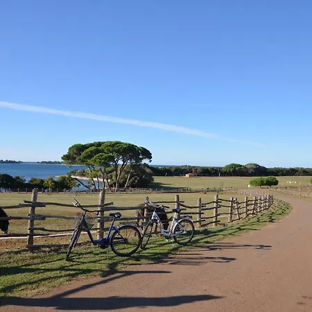 Phasiana Фажана