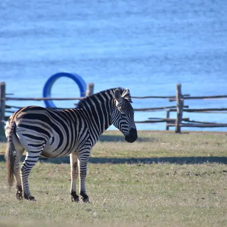 Phasiana 호텔 파자나